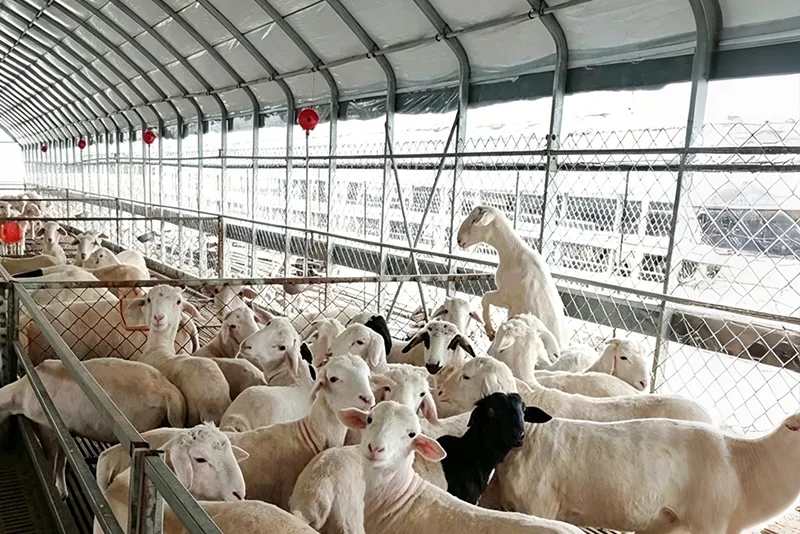 Nhà kính chăn nuôi
