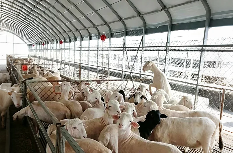 Cần cân nhắc điều gì khi lựa chọn nhà kính chăn nuôi cho các dự án nông nghiệp?