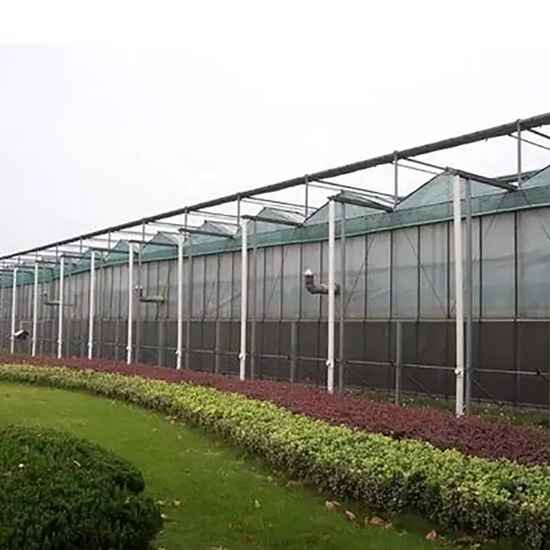 Nhà kính nhiều nhịp kiểu Venlo dốc đôi