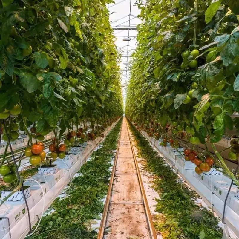 Nhà kính nhiều nhịp trồng cây ăn quả