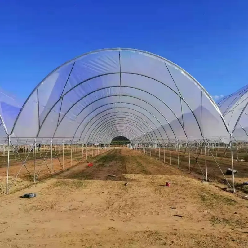 Grape Rain Shelter