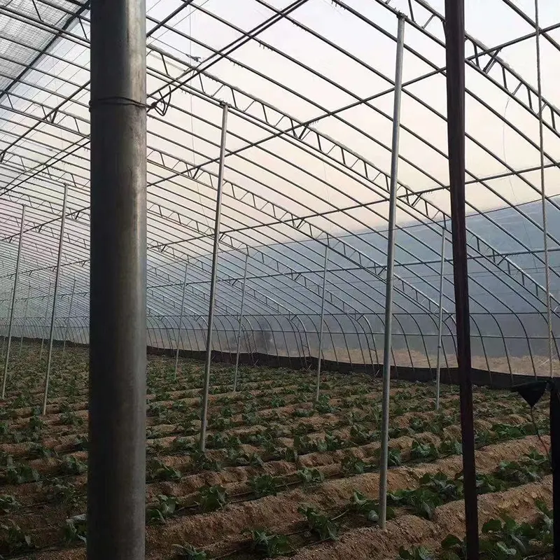Medium-Span Round-Arch Multi-Span Greenhouse