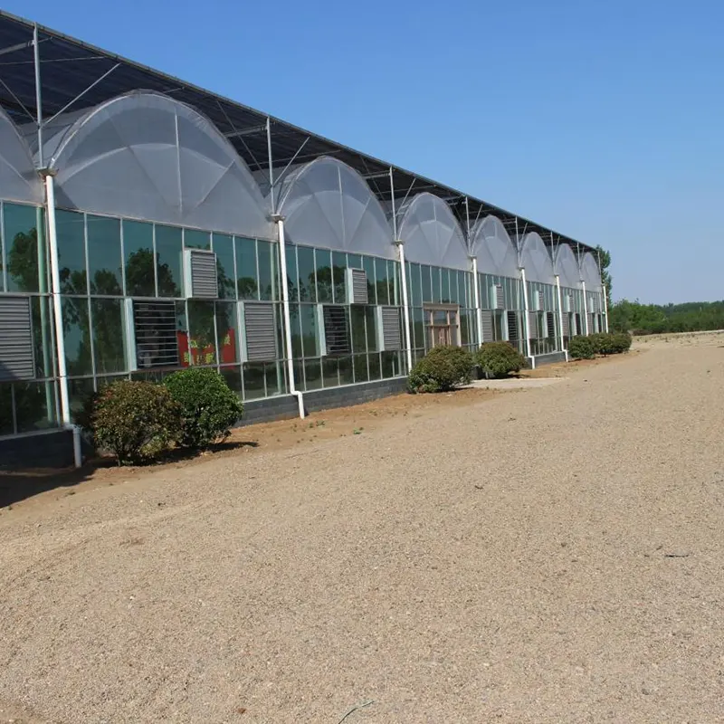 PE-Film Multi-Span Greenhouse