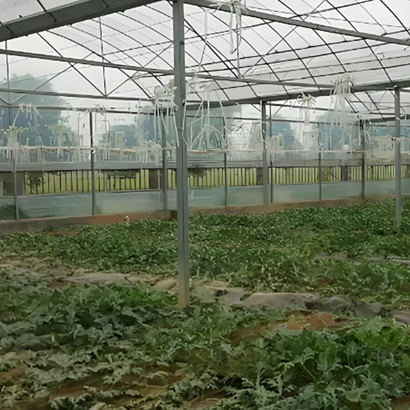 Nhà kính cây giống dưa hấu một nhịp